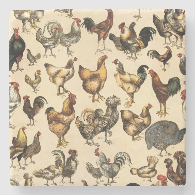 Vintage Poultry of the World Chicken Breed Art Stone Coaster (Front)