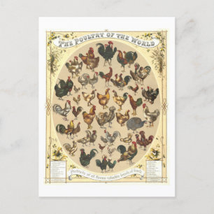 Vintage Poultry of the World Postcard