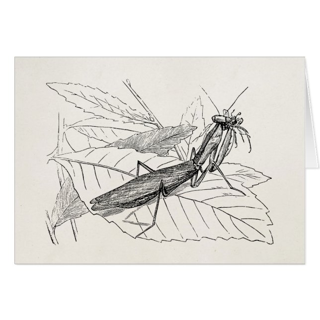 Vintage Praying Mantis Insect Template (Front Horizontal)