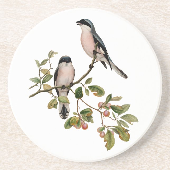 Vintage Pretty Birds on a Branch Coaster (Front)