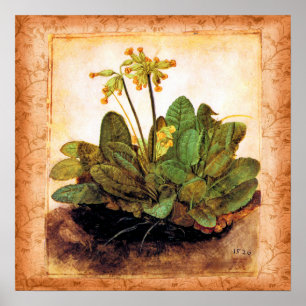 Vintage Primrose Primula Flower Poster
