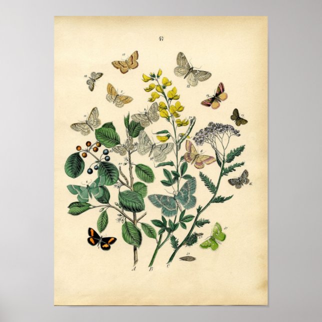 Vintage Print - Lepidoptera - Moths & Butterflies (Front)