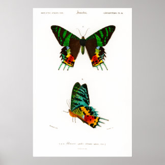 Vintage print of a Madagascan Sunset Moth Poster