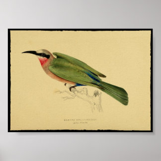 Vintage Print of Bird Poster