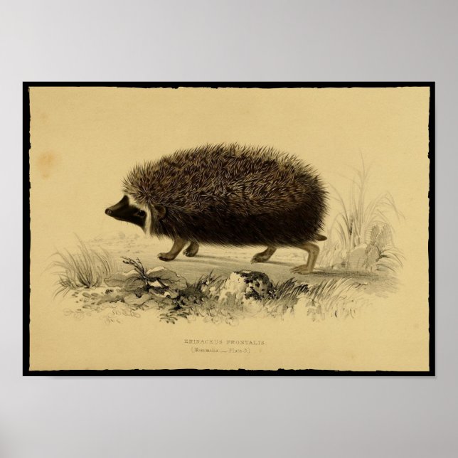 Vintage Print of Hedgehog Poster (Front)