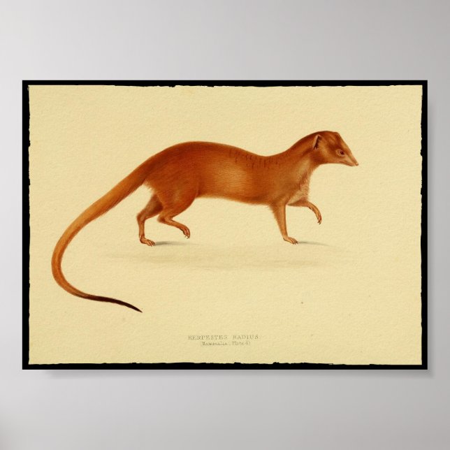Vintage Print of Mongoose Poster (Front)