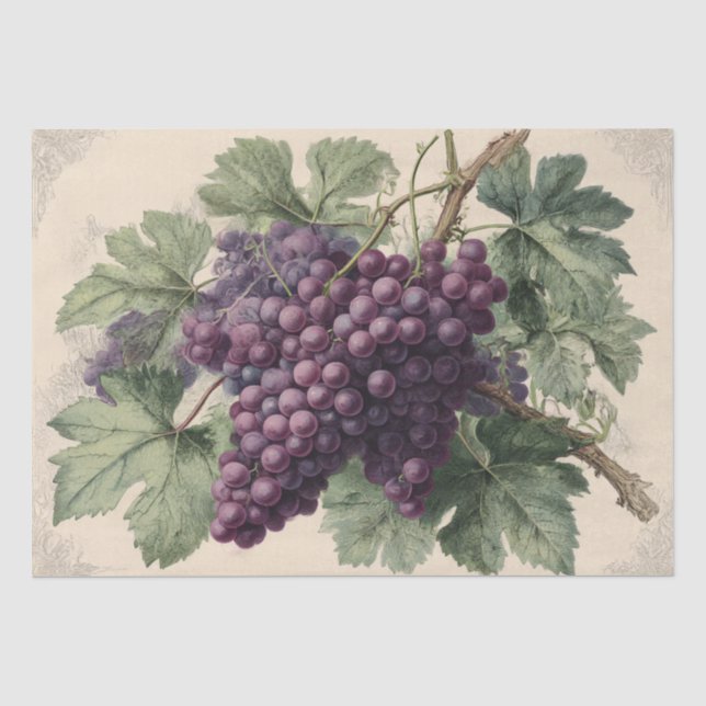 Vintage Print of Vineyard Grapes Tissue Paper (Front)