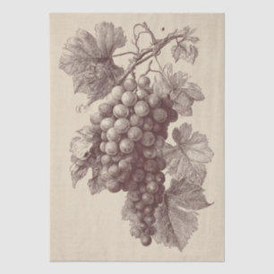Vintage Print of Vineyard Grapes Tissue Paper