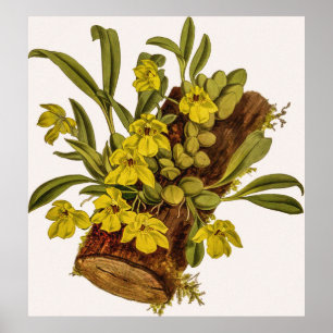 Vintage Promenaea Stapelioides Orchid Flower Poster