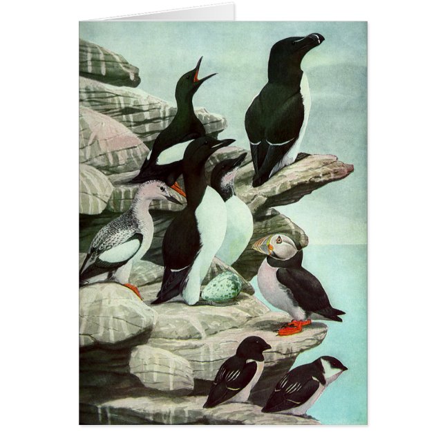Vintage Puffins and Aquatic Birds by Louis Fuertes (Front)