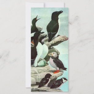 Vintage Puffins and Aquatic Birds by Louis Fuertes