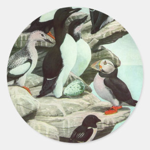 Vintage Puffins and Aquatic Birds by Louis Fuertes Classic Round Sticker