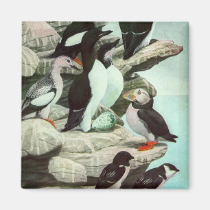 Vintage Puffins and Aquatic Birds by Louis Fuertes Magnet