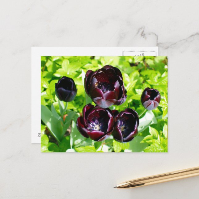 Vintage Purple Black Tulips Flower Holland Photo Postcard (Front/Back In Situ)