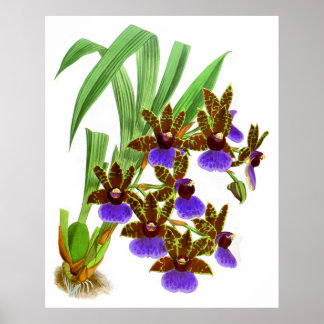 Vintage Purple Burgundy Orchid Flower Poster