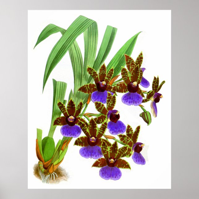 Vintage Purple Burgundy Orchid Flower Poster (Front)