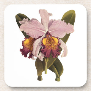 Vintage Purple Cattleya Orchid, Tropical Flowers Coaster