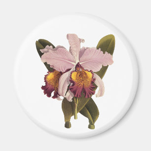 Vintage Purple Cattleya Orchid, Tropical Flowers Magnet