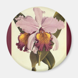 Vintage Purple Cattleya Orchid, Tropical Flowers Magnet