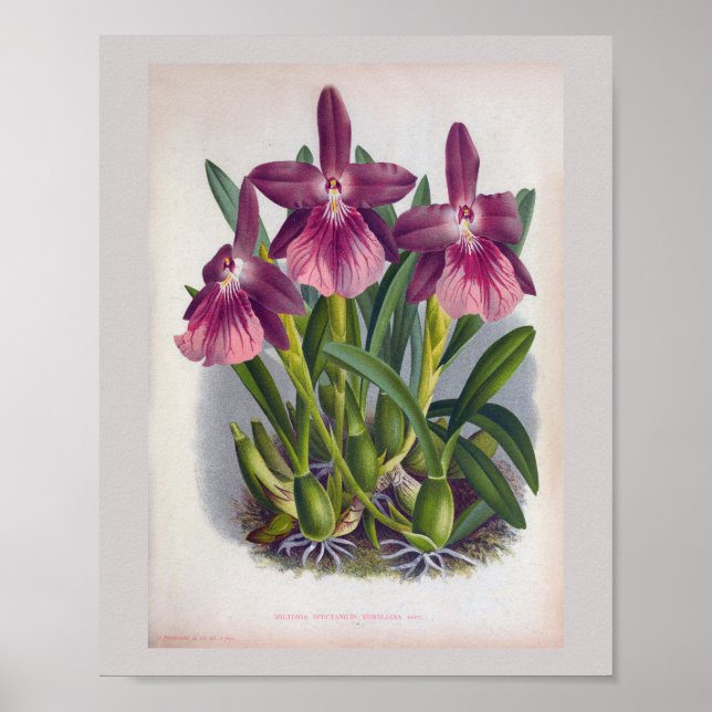 Vintage Purple Lady Orchids Miltonia Spectabilis Poster (Front)