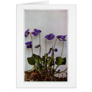 Vintage Purple Pansies
