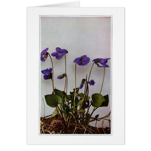 Vintage Purple Pansies (Front)