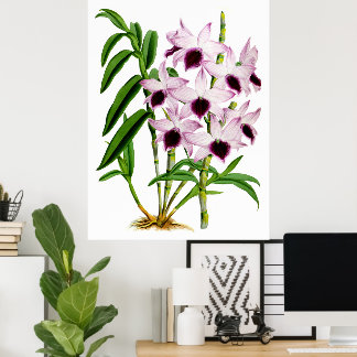 Vintage Purple White Orchid Flower Poster