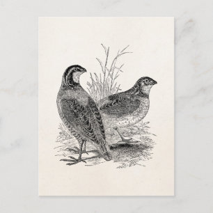 Vintage Quail Birds - Personalised Retro Game Bird Postcard
