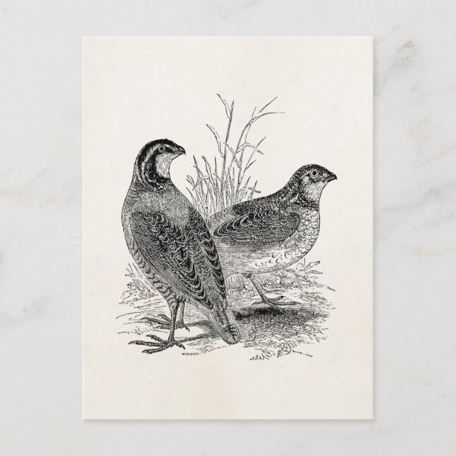 Vintage Quail Birds - Personalised Retro Game Bird Postcard (Front)