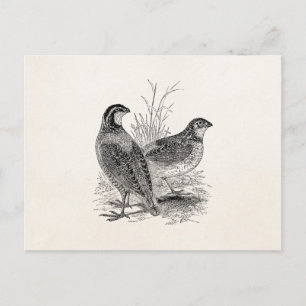 Vintage Quail Birds - Personalised Retro Game Bird Postcard