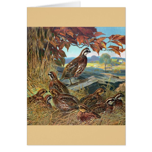 Vintage - Quail in Autumn, (Front)