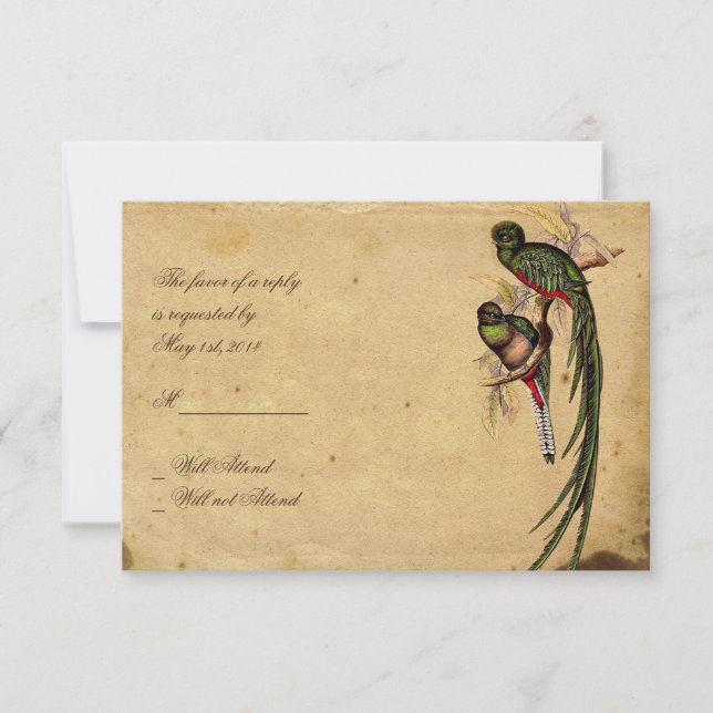 Vintage Quetzal Bird Elegant Response card (Front)