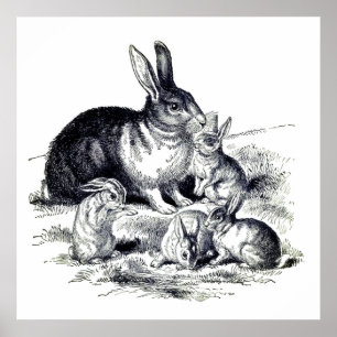 Vintage  rabbit  family  poster