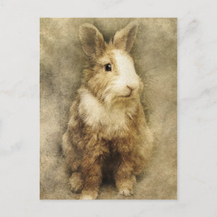 Vintage rabbit postcard
