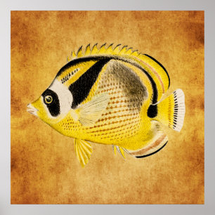 Vintage Racoon Butterfly Fish - Antique Hawaiian Poster
