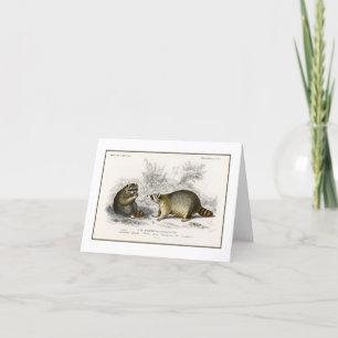 Vintage Racoon Illustration Note Card