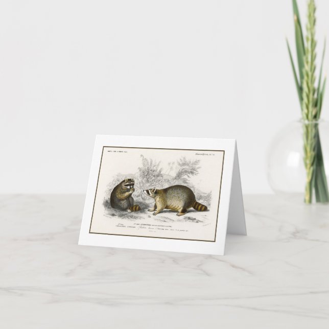 Vintage Racoon Illustration Note Card (Front)