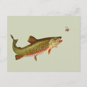 Vintage Rainbow Trout Fly Fishing Postcard