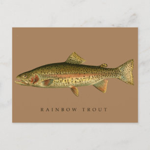 Vintage Rainbow Trout Postcard