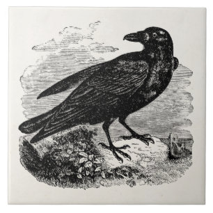 Vintage Raven Black Bird Crow Personalised Birds Ceramic Tile