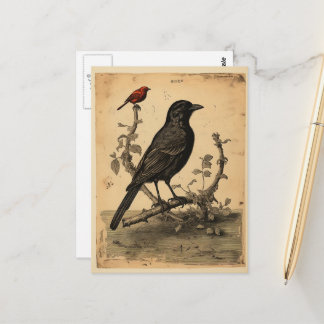 Vintage Raven & Red Bird Postcard