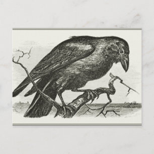 Vintage Raven Woodcut Postcard