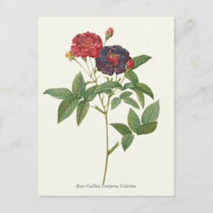 Vintage Red and Purple Roses Botanical Print Postcard