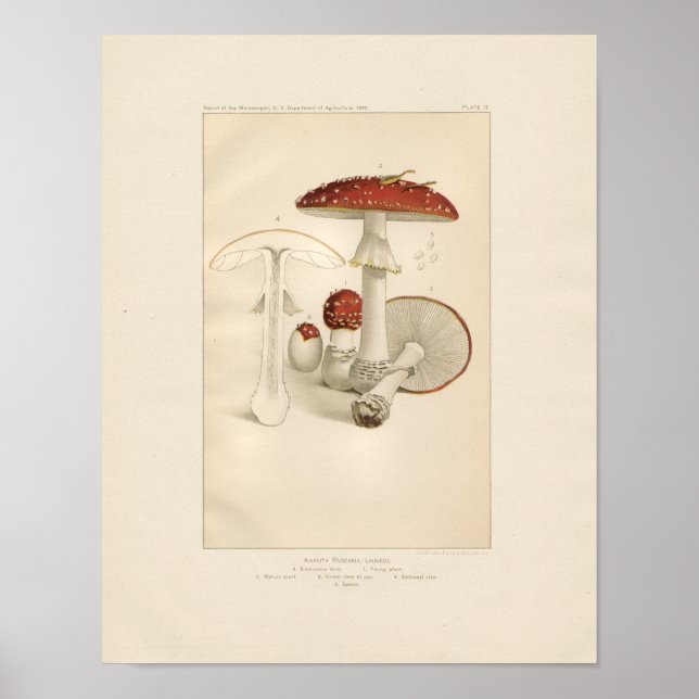 Vintage Red and White Mushrooms Print (Front)