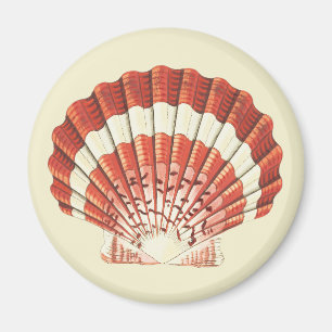 Vintage Red and White Scallop Shell Nautical Art Magnet