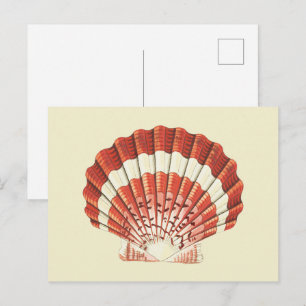 Vintage Red and White Scallop Shell Nautical Art Postcard