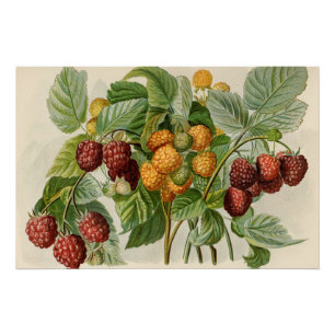 Vintage Red and Yellow Raspberries Illustration Poster