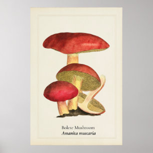 Vintage Red Cap Mushroom Botanical Illustration    Poster