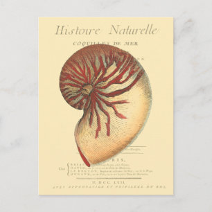 Vintage Red Conch Shell Postcard