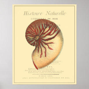 Vintage Red Conch Shell Poster